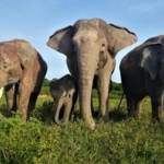 TERBONGKAR! Mengapa TN & TWA Tutup Saat Idulfitri & Nyepi 2026? Rahasia di Balik Kebijakan!