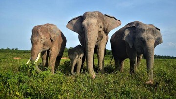 TERBONGKAR! Mengapa TN & TWA Tutup Saat Idulfitri & Nyepi 2026? Rahasia di Balik Kebijakan!