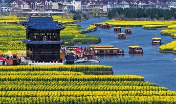 Xinghua Meledak dalam Kuning! Sensasi Lautan Kanola Paling Viral di China!