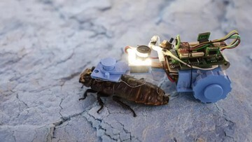 Invasi Kecoak Cyborg: Pahlawan Bawah Tanah Singapura Ungkap Rahasia Tersembunyi!