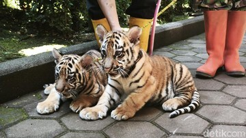 TRAGEDI Bandung Zoo: Anak Harimau Benggala Meregang Nyawa! Virus Mematikan Ini Mengintai Kucing Besar!