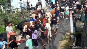 Terkuak! Ratusan Sapi dan Kambing Jadi Bintang Syawalan Unik di Lereng Merapi