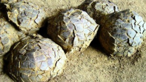 TERUNGKAP! Ratusan Telur Dinosaurus 70 Juta Tahun Gegerkan Prancis: Kunci Rahasia Kehidupan Purba!