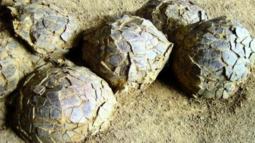 TERUNGKAP! Ratusan Telur Dinosaurus 70 Juta Tahun Gegerkan Prancis: Kunci Rahasia Kehidupan Purba!