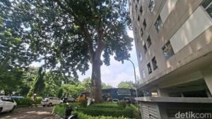 Terungkap! Harta Karun Hijau Jakarta: Pohon Mahoni Raksasa 120 Tahun yang Jadi Saksi Bisu dan Penjaga Rahasia