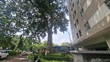 Terungkap! Harta Karun Hijau Jakarta: Pohon Mahoni Raksasa 120 Tahun yang Jadi Saksi Bisu dan Penjaga Rahasia