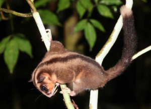 TERNYATA HIDUP! Spesies ‘Punah’ 6 Milenium Ditemukan Kembali di Hutan Papua!