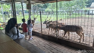 WOW! Ternyata Ada Surga Rusa Bintik Putih GRATIS di Tengah Kota, Sudah Coba?