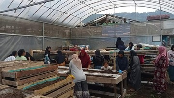 Bikin Melongo! Ibu Ini Sulap Kotoran Sapi Jadi Tambang Uang Berkat PNM Mekaar