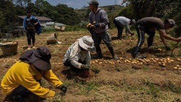 Panen Dibiarkan Membusuk! Harga Solar Gila Bikin Petani Filipina Menjerit