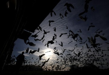 Misteri Merpati Balap Terungkap! Tradisi Kuno yang Mendebarkan Kembali Dimulai di Inggris!