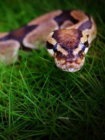 Rahasia Diet Ekstrem: Darah Ular Piton Mampu Bakar Lemak dan Tekan Nafsu Makan?