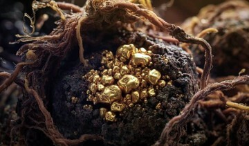 Jamur ‘Makan Emas’: Rahasia Alam yang Siap Revolusi Tambang Bumi Hingga Antariksa!