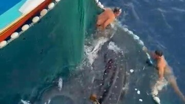 HEBOH! Nelayan Malang Selamatkan Hiu Paus Raksasa: Aksi Heroik yang Mengguncang Dunia!