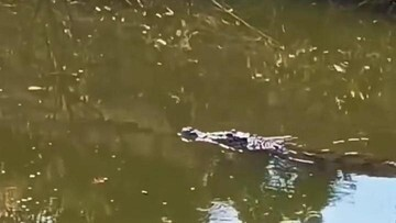 HEBOH! Buaya Raksasa Gegerkan Mangrove Surabaya, Pemancing Rekam Detik-detik Mencekam!