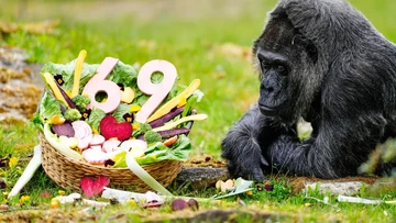 Rahasia Hidup Panjang Fatou: Gorila Tertua Dunia Rayakan Ultah ke-69!