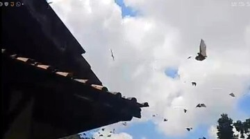 Ngeri Tapi Penting! Ribuan Kelelawar Serbu Atap Warga Tasikmalaya, Damkar Turun Tangan