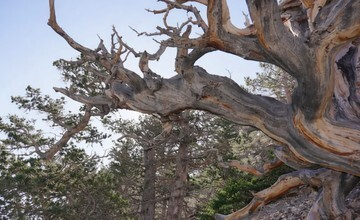 TERKUAK! Kisah Tragis Pohon Tertua Dunia yang Mati Demi Ilmu Pengetahuan!