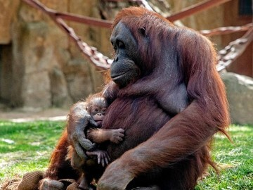 GEMPAR! Bayi Orangutan Kalimantan Lahir di Spanyol, Harapan Baru Konservasi!