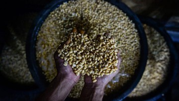 Kedelai Meroket! Konflik Timteng Guncang Dapur Indonesia, Bapanas Bertindak!
