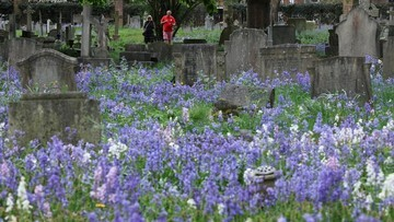 VIRAL! Ribuan Bluebell Mekar di Pemakaman Mortlake: Surga Tersembunyi di Tengah Hening!