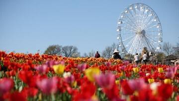 Terungkap! Tulleys Tulip Festival: Ledakan Warna Musim Semi Paling Memukau di Inggris!