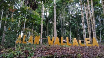 TERBONGKAR! Surga Birdwatcher Rahasia di Sulawesi, Ratusan Burung Endemik Menanti!
