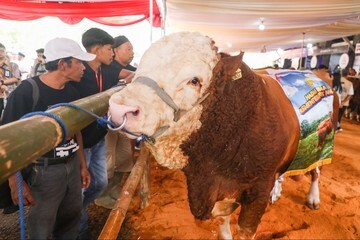 Terbongkar! Strategi Jenius Jateng Melalui Kontes Sapi Perah untuk Raja Susu Nasional!