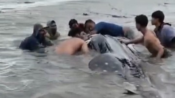 VIRAL! Hiu Tutul Raksasa Gegerkan Lamongan, Detik-Detik Penyelamatan Heroik!