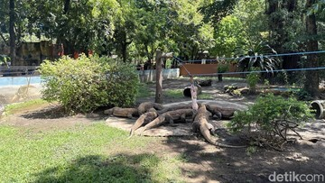 Sensasi Global! Komodo Surabaya ‘Terbang’ ke Jepang, Bukan Sekadar Pinjam Biasa!