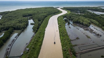 Terungkap! Rahasia Hutan Mangrove Tapak Semarang: Penjaga Pesisir & Magnet Wisata Dunia!