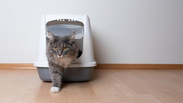 Bandara China Rekrut Kucing Liar Jadi Pemburu Tikus, Netizen Takjub